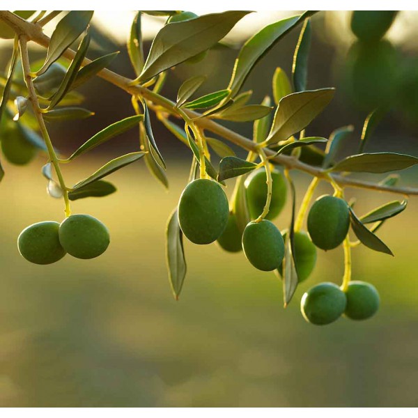 Зеленые оливки