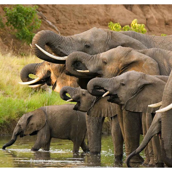 Слоны на водопое 