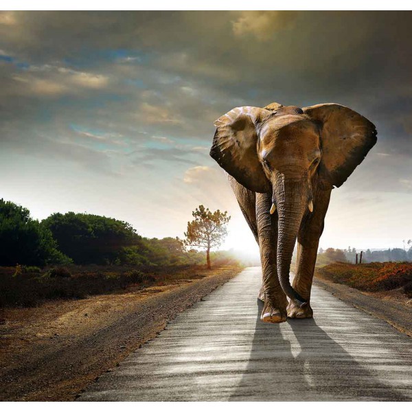 Слон идущий по дороге 