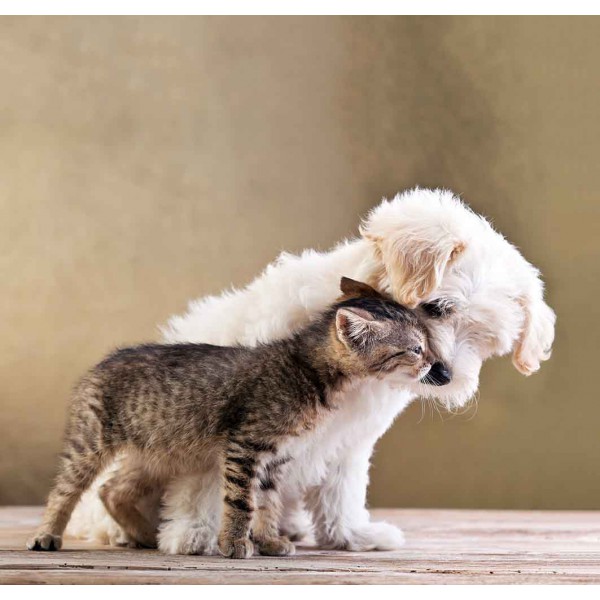 Котёнок и щенок 