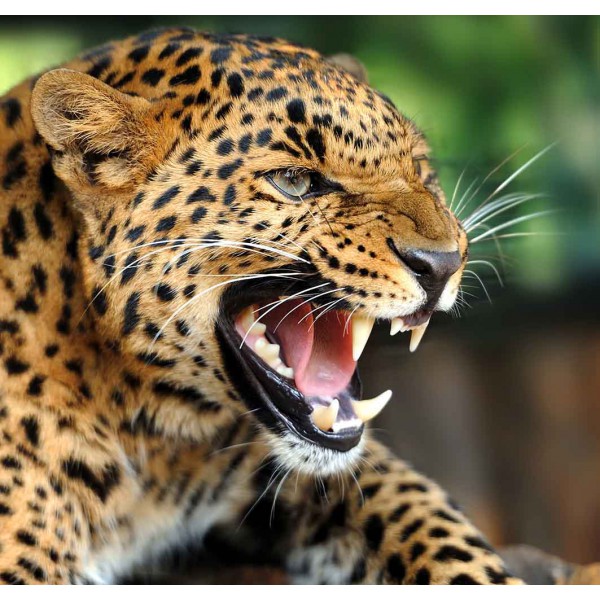 Рычание леопарда 