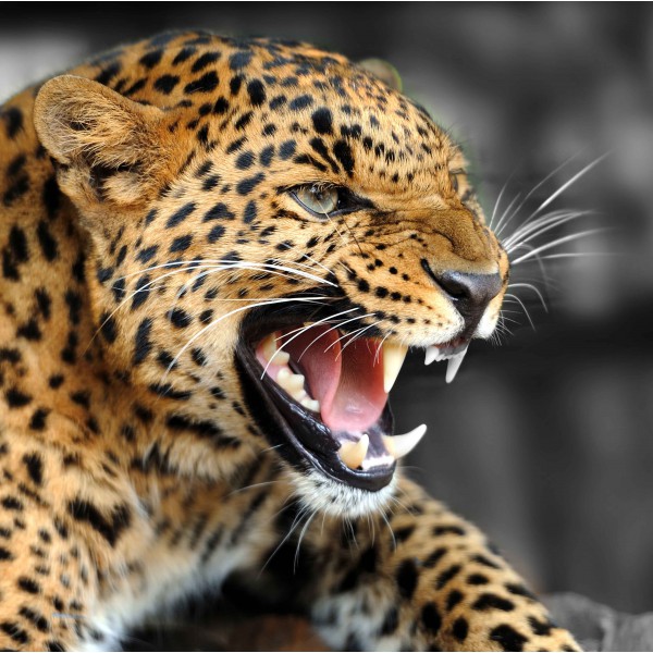 Рычание леопарда 