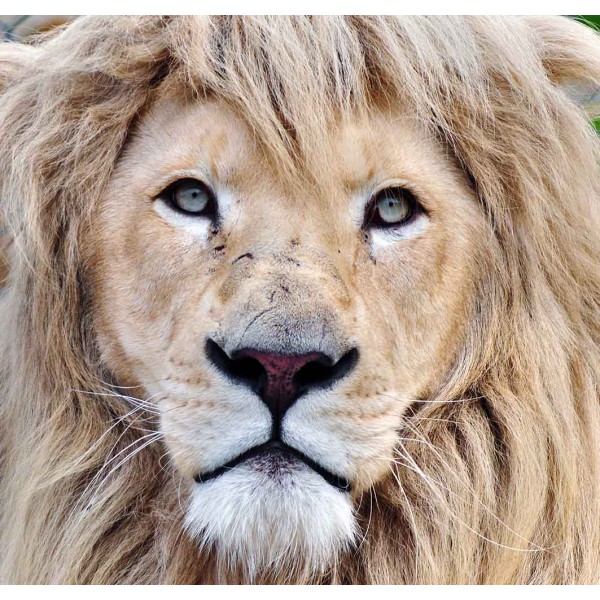Величественный лев 