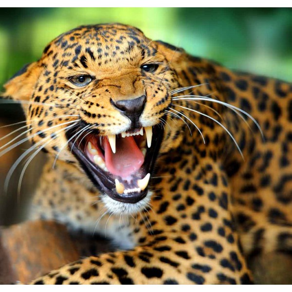 Леопард 