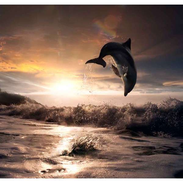 Прыжок дельфина 