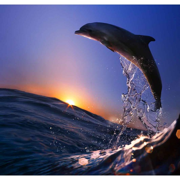 Дельфин на рассвете 