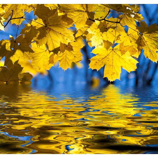 Кленовые листья над рекой 