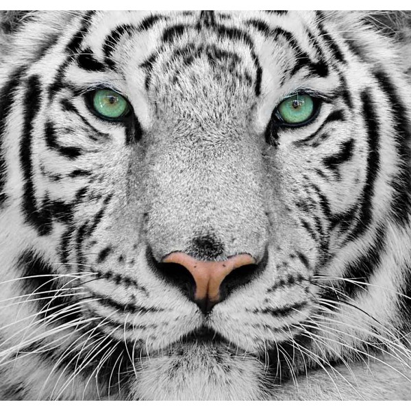 Белый тигр 