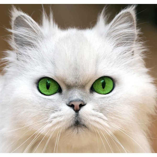 Зеленоглазая кошка 