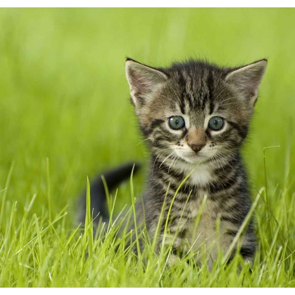 Котёнок в траве 