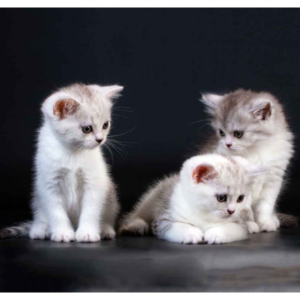 Три котёнка 