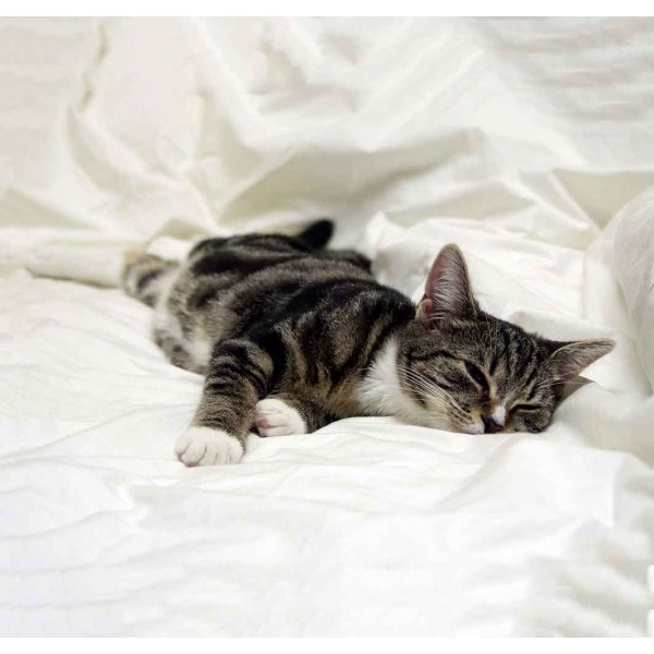 Котенок в одеяле 