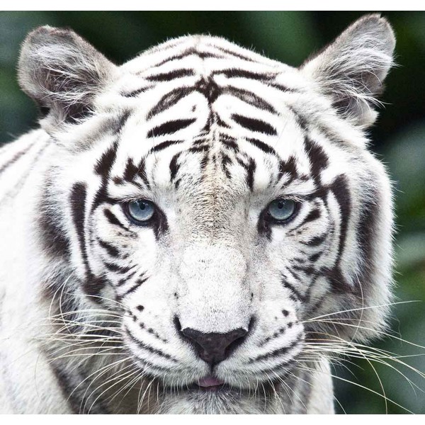 Белый тигр 