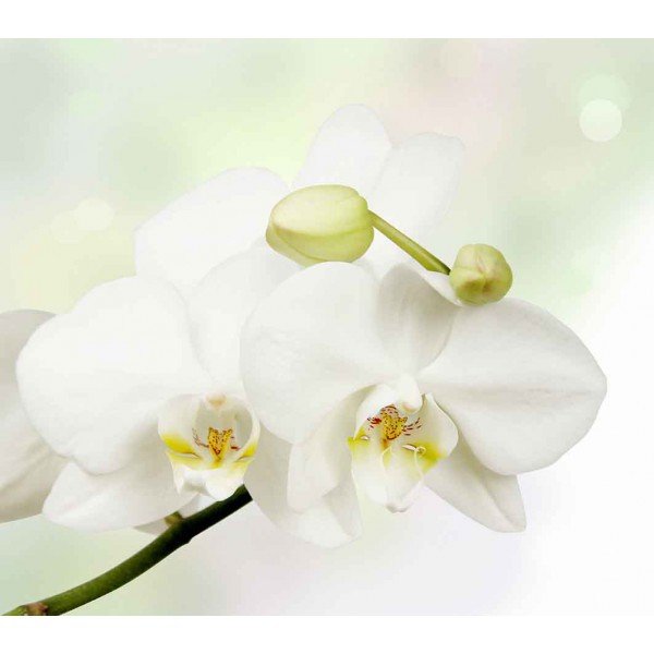 Белая орхидея 
