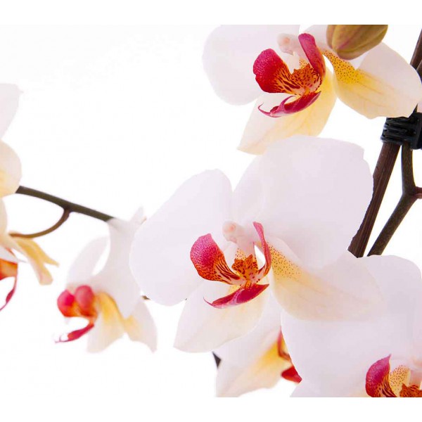 Роскошные орхидеи 