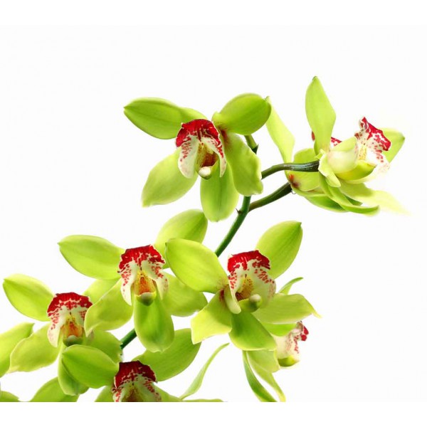 Зеленые орхидеи 