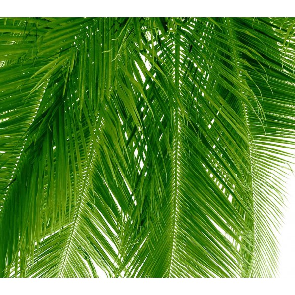 Пальмовые листья 