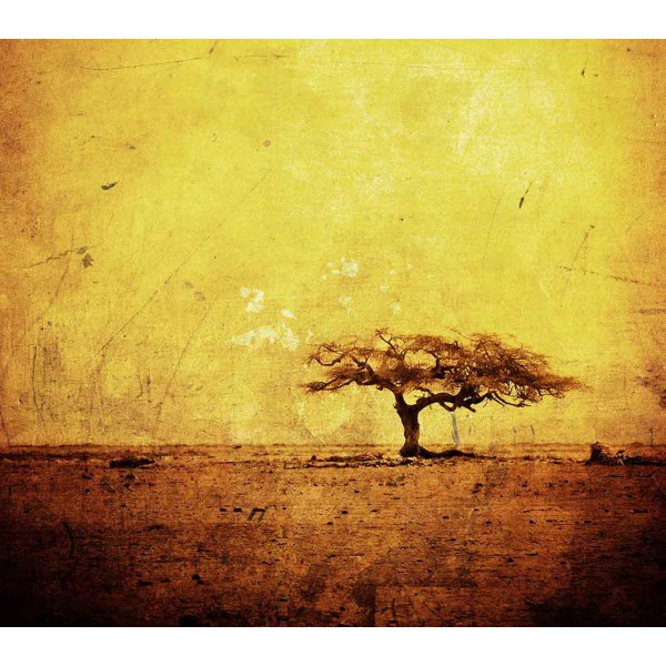Одинокое дерево 