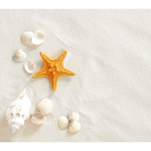 Звезда и ракушки на песке