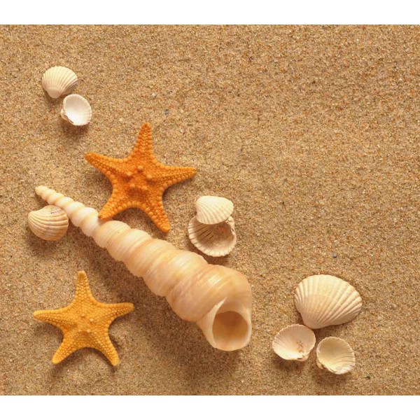 Ракушки на песке 