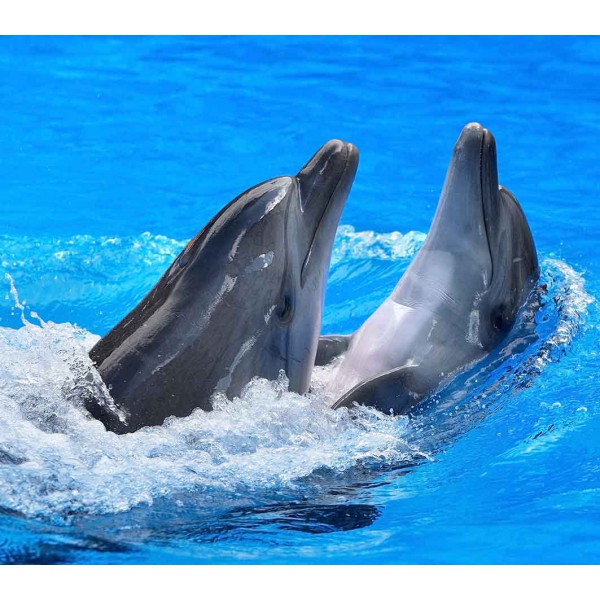 Пара дельфинов 